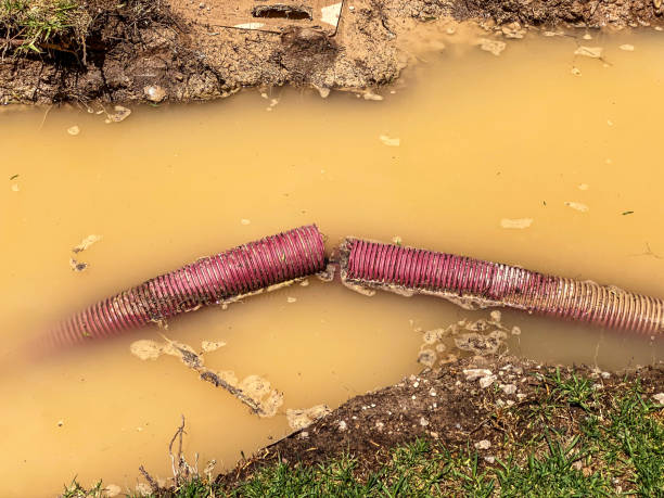 Best Mold removal after water damage  in Bonnie Brae, IL