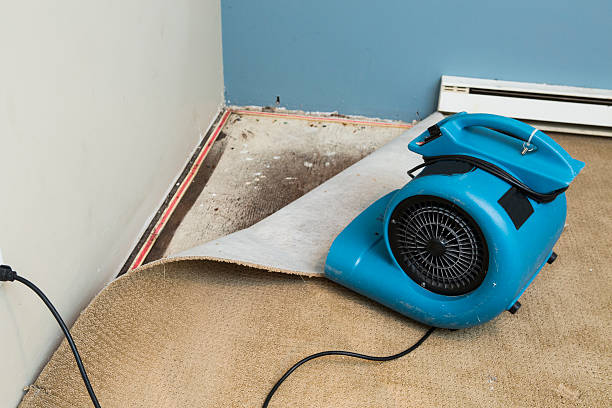 Best Local water damage restoration  in Bonnie Brae, IL